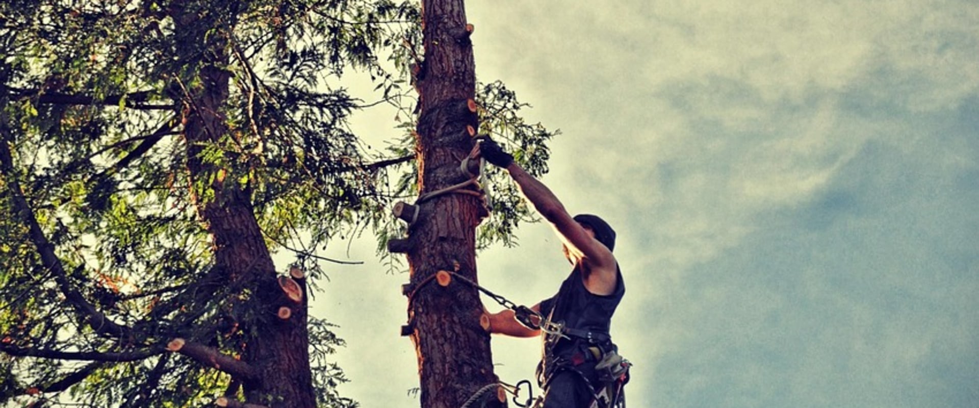 Enhance Your Landscape with Expert Tree Care and Planting