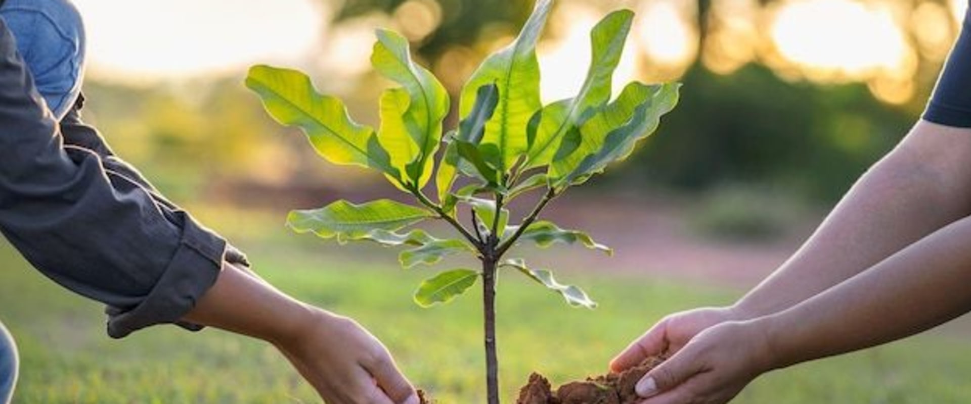 Tree Planting for a Flourishing Landscape in South Lake Tahoe