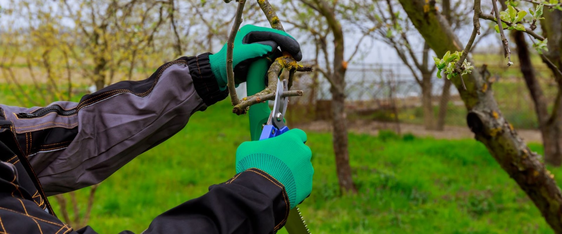 Enhance Your Landscape with Expert Tree Planting