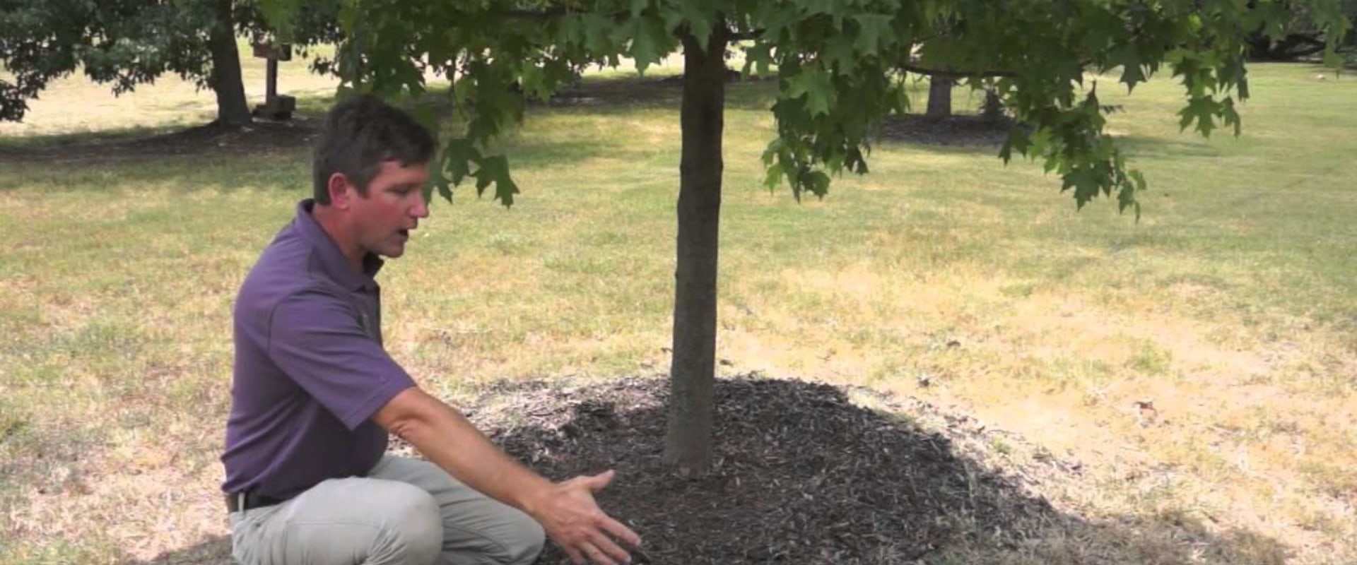 How to Water Newly Planted Trees for Optimal Landscaping Results