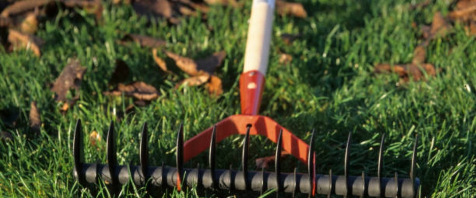 Enhance Your Landscape with Professional Tree Planting