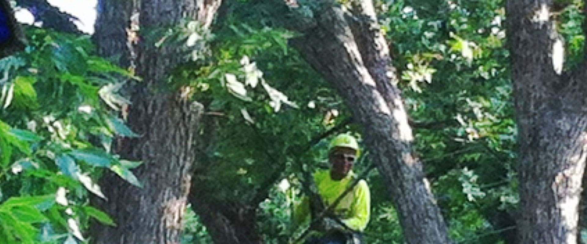 Enhance Your Landscape with Tree Planting in Warminster, PA