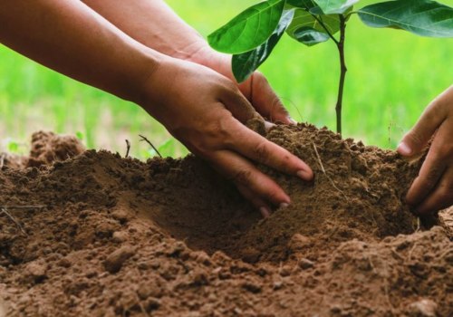 Planting Trees in Sunny Areas: A Comprehensive Guide