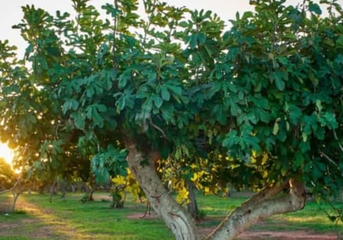 Planting a Tree in the Sun: A Comprehensive Guide