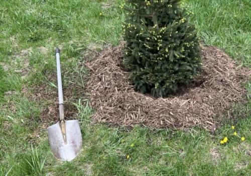 Caring for Newly Planted Trees in Landscapes: A Guide for Homeowners