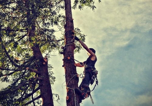 Enhance Your Landscape with Expert Tree Care and Planting