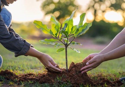 Tree Planting for a Flourishing Landscape in South Lake Tahoe