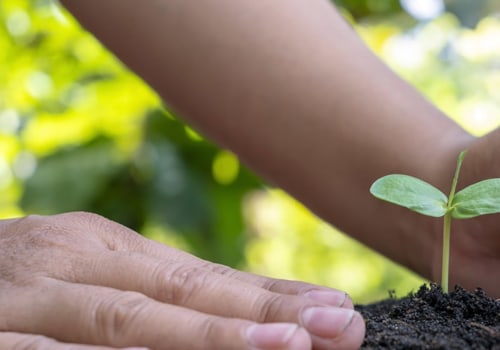 The Benefits of Planting Trees: How it Impacts the Atmosphere